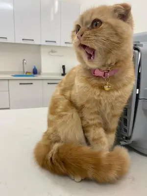 PetCare Veteriner Kliniği