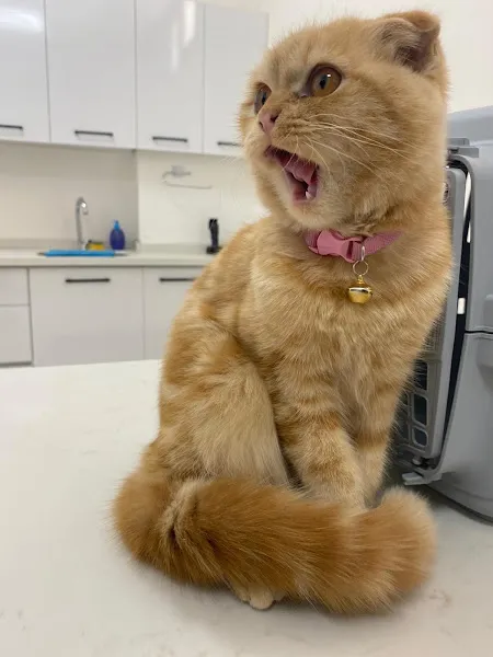 PetCare Veteriner Kliniği foto 1