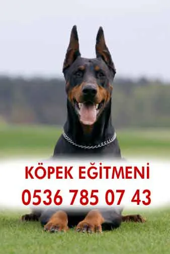 minikkalpler köpek eğitimi foto 2