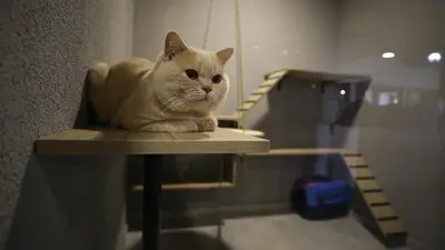 MY PETS