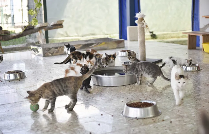 MY PETS foto 2
