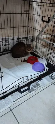Animal Veteriner Kliniği