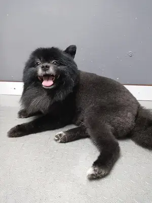 MİS PET KUAFÖR