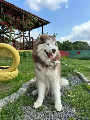 Kedi köpek oteli