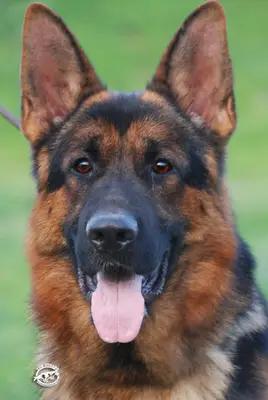 Von Grand Köpek Çiftliği