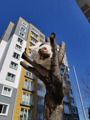Kedi Oteli Kadıköy