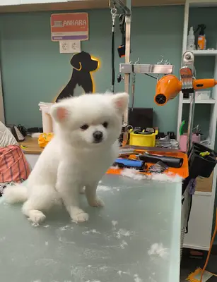 Seven Pet Kuaför