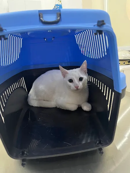 Arnavutköy Arnavet veteriner Kliniği foto 2