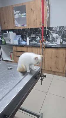 PetAmica Atakum Veteriner Kliniği- Samsun