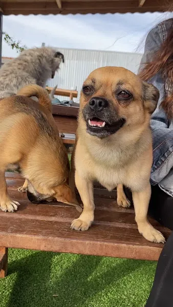 Eyüp Doğan Puppymalinoistr foto 2