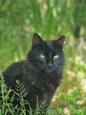 Maltepe Günlük Kedi Evi