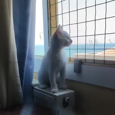 MY ROOM YOUR ROOM FAMILY CAT HOTEL