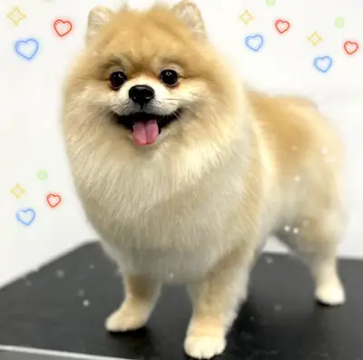 BAHÇELİEVLER ANGEL PET KUAFÖR