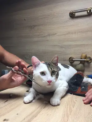 Pet Cleaneer - Gezici Pet Kuaför