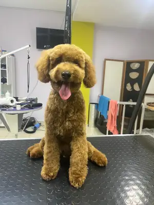 Kültür Kepez Pet Kuaför Salonu