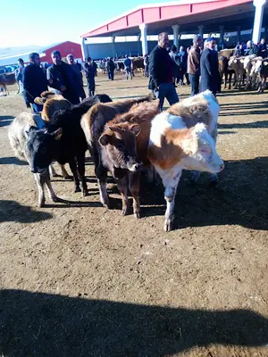 Erzurum hayvan pazarı