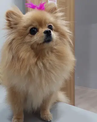 Pets&Vets Veteriner Kliniği