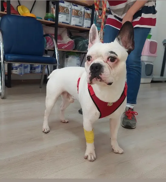 Pets&Vets Veteriner Kliniği foto 2