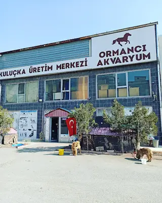Ormancı Akvaryum