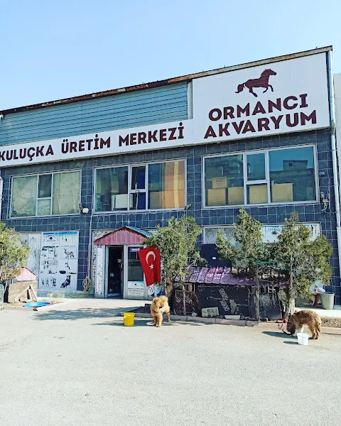 Ormancı Akvaryum foto 1