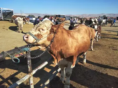 Şarkışla Belediyesi Canlı Hayvan Pazarı fotoğrafı