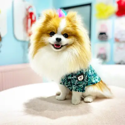 Poupee Paws Pet Kuaför & Butik