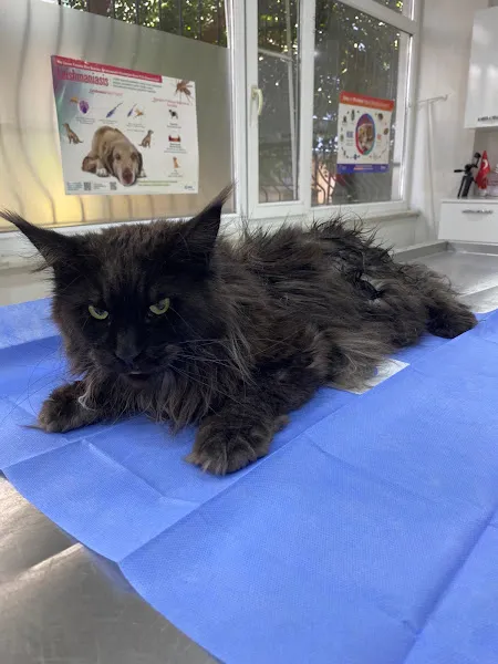 Aydın PatiLife Veteriner Kliniği foto 2
