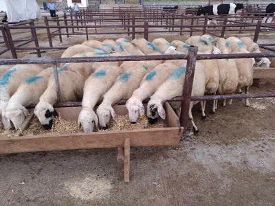 Kadınhanı Hayvan Pazarı