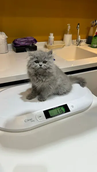 Dutluk Veteriner Kliniği foto 2