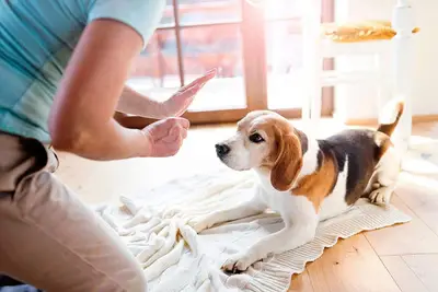 tahahan KÖPEK EĞİTİMİ evcil pet kuaförü EVCİL PET OTELİ İstanbul