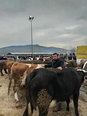 Turhal Belediyesi Hayvan Pazarı fotoğrafı