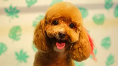 Pati laika Pet Kuaför