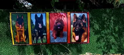 PASA KÖPEK DÜNYASİ