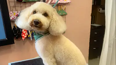 Queen Pet Grooming & Pet Shop