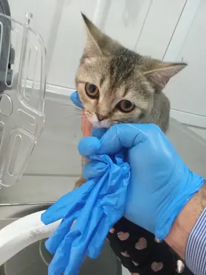 Bera Veteriner Kliniği