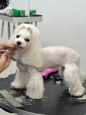 Traşhane Beşiktaş Pet Kuaför huseyin