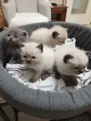 Hayvan hastanesi ve geçici bakım evi
