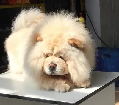 Gölge Köpek Çiftligi