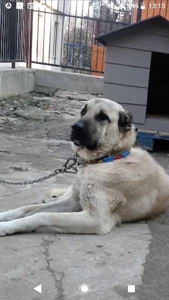 Sevgi Hayvan Barinma Evi foto 2