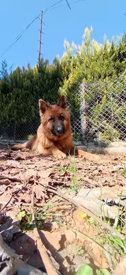 Dog Club Gaziantep Köpek Eğitim Merkezi & Köpek Oteli