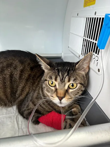 Esenler Acil Veteriner | Esenler Pandora Veteriner Kliniği foto 2