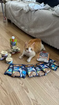 Maltepe Belediyesi Veteriner Kliniği