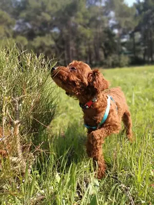 Toy Poodles - Toy Poodle House İzmir