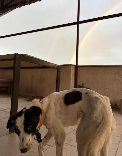Pet Kent Veteriner Kliniği foto 2