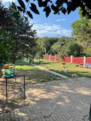 ROYALTY PET OTEL