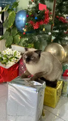 Pet Time Veteriner Kliniği
