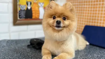 Patice Pet Kuaför - Kedi Köpek Pet Kuaförü