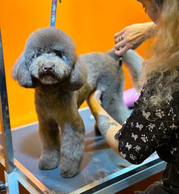 Pawz Up Grooming&Shop