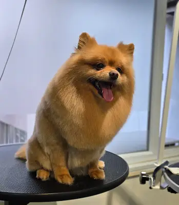 Az Pets Kuaför