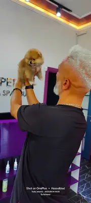 Pet kuaför beyaz